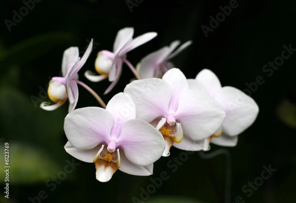 Obraz Orchids