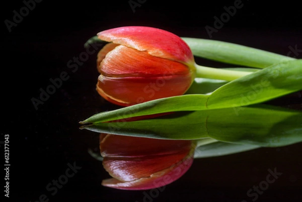 Fototapeta Tulip reflected on black