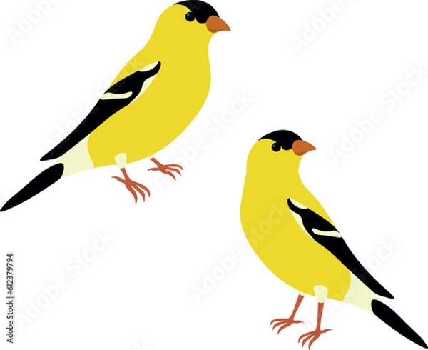 Fototapeta Set of American goldfinch (Spinus tristis). Yellow bird isolated on white background. Vector illustration.