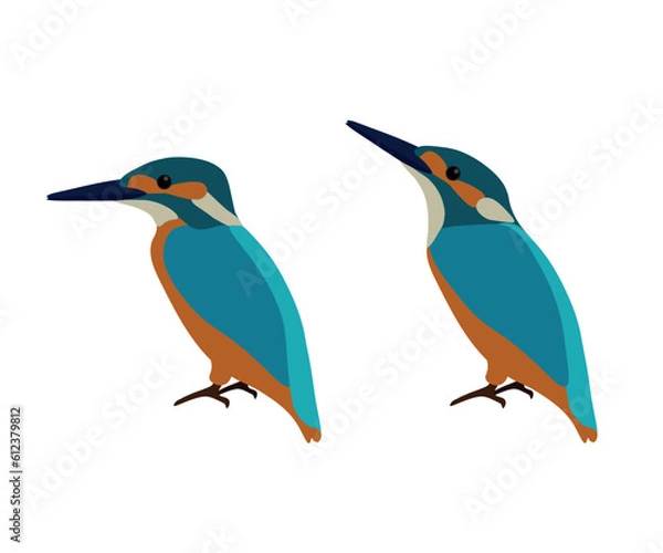 Fototapeta Set of Common Eurasian river kingfisher bird. Alcedo atthis isolated on white background. Vector illustration.