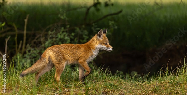 Fototapeta Young red fox in meadow