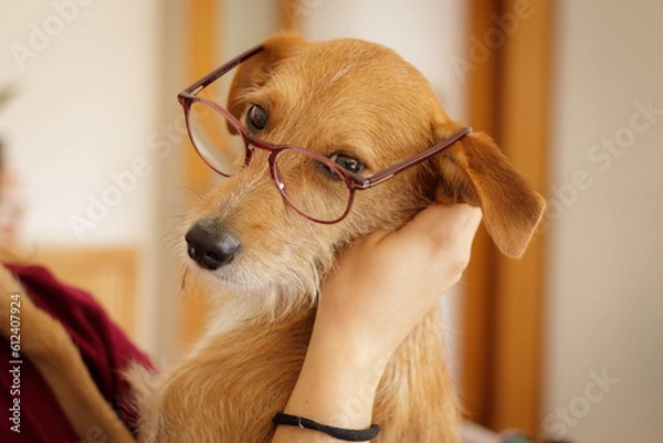 Obraz Dog with glasses