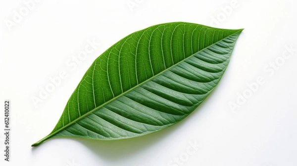 Obraz  single vibrant green leaf