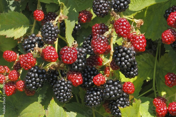 Obraz Brombeeren (Rubus sectio Rubus)