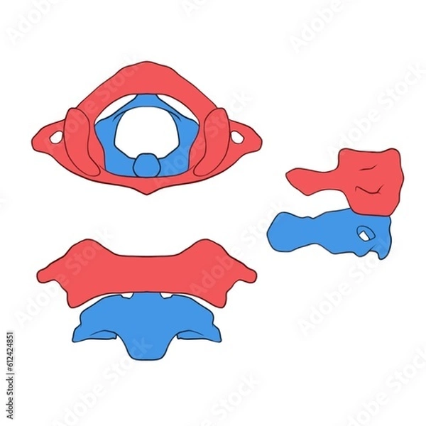 Fototapeta cervical vertebrae, atlas and axis