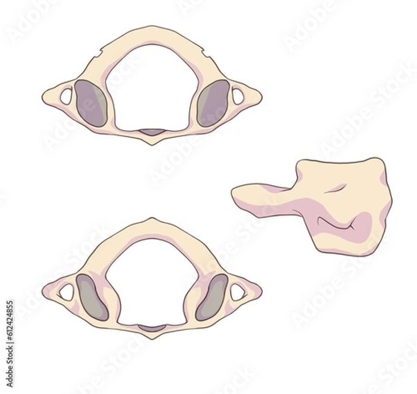 Fototapeta In anatomy, the atlas (C1) is the first cervical vertebra of the spine.