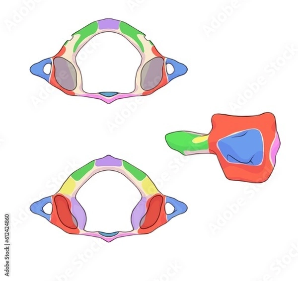 Fototapeta In anatomy, the atlas (C1) is the first cervical vertebra of the spine. Anatomy Landmarks.