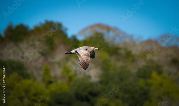 Fototapeta ave volando