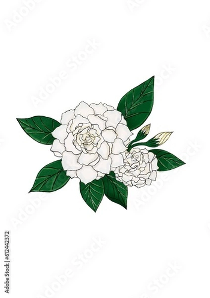 Fototapeta Jasmine flower