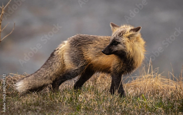 Fototapeta Close-up red fox