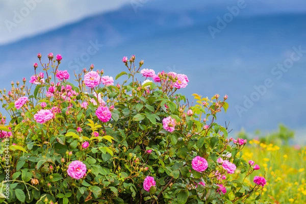 Fototapeta Real Bulgarian Damascena Rose