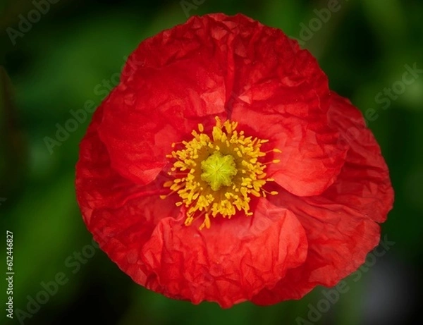 Fototapeta Macro shot of a red poppy flower on a green blurred background
