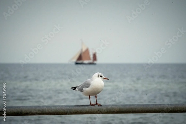 Fototapeta Selective focus shot of a seagull with a sailboat in background in Kiel, Germany