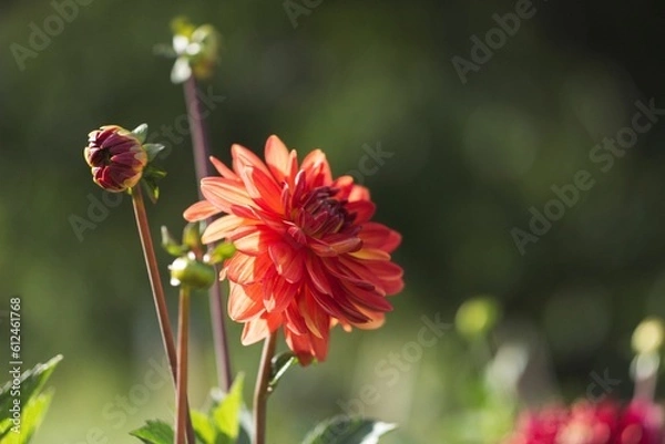 Fototapeta Closeup of a beautiful Dahlia flower growing in a garden with blurred background