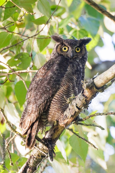Obraz Great Horned owl