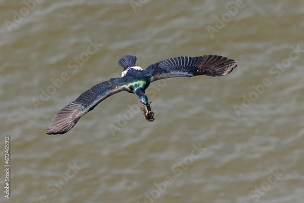 Obraz Flying Pelagic cormorant