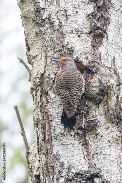 Obraz northern flicker woodpecker