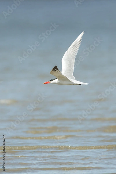 Obraz Caspian tern bird