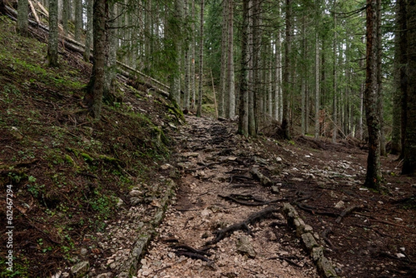 Obraz Droga,Las,Szlak,Turystyka