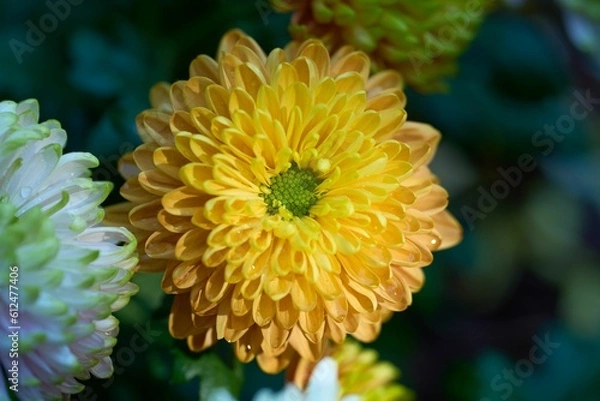 Obraz Closeup shot of a blooming orange chrysanthemum flower in a garden