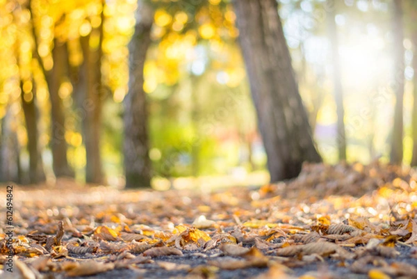 Fototapeta autumn trees and yellow leaf on the foliage