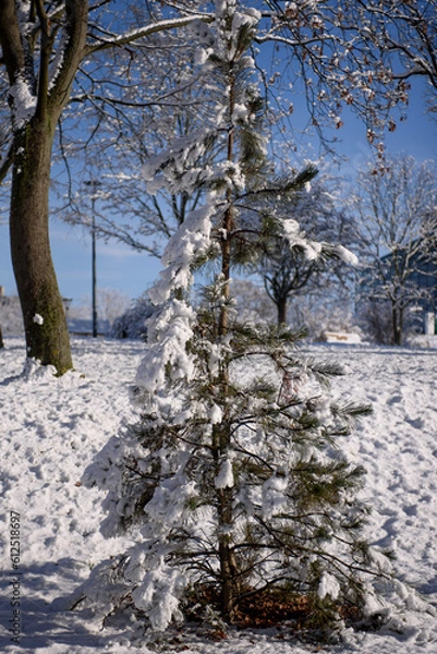 Obraz Young pine tree in winter park. Trees covered with snow on a sunny winter day.