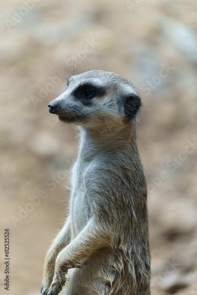 Fototapeta Portrait of a Meerkat animal looking up with blur background