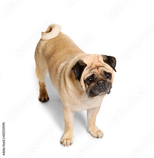 Fototapeta Purebred funny pug on a white background.