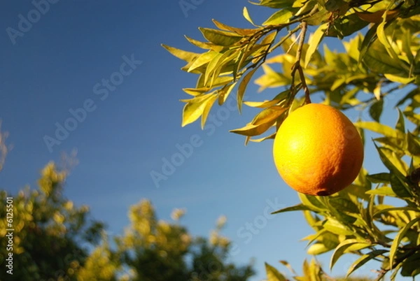 Fototapeta Orange with space