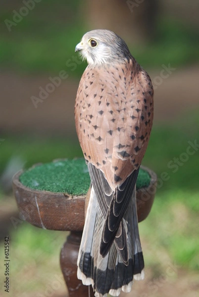 Fototapeta peregrim falcon