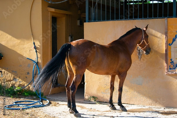 Obraz A brown horse covered in sweat with glistening coat in the sun, waiting to be bathed after having been running all day.