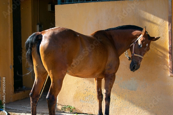 Obraz A brown horse covered in sweat with glistening coat in the sun, waiting to be bathed after having been running all day.