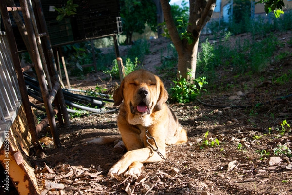 Fototapeta A Mastiff looking at the camera. A large guard dog tied up, looking at the camera on a sunny day.