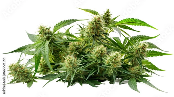 Fototapeta Collection of Cannabis buds, Cannabis flowers, Transparent background, isolated, separated, marijuana leaves and flowers, ai generated