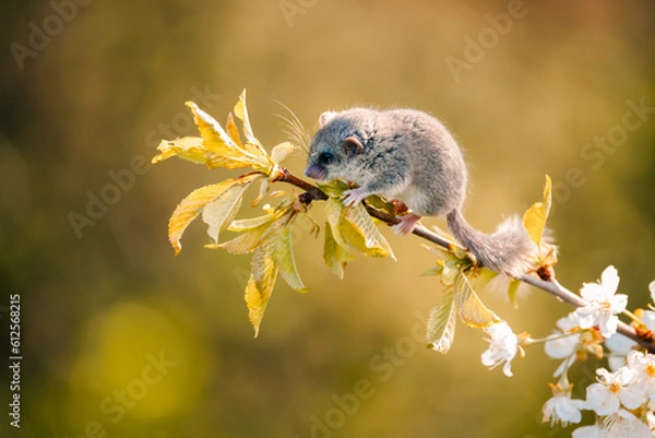 Fototapeta shot of a woodland dormouse on a tree with white flowers, dormouse with a gray coat, wild nature, very small squirrel,