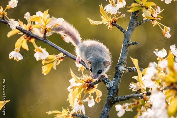 Fototapeta shot of a woodland dormouse on a tree with white flowers, dormouse with a gray coat, wild nature, very small squirrel,