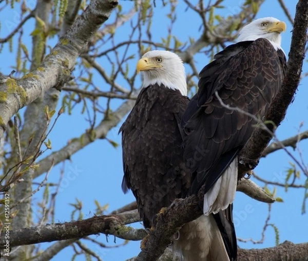 Fototapeta Southern Bald Eagles on tree branch with blue sky background, closeup shot