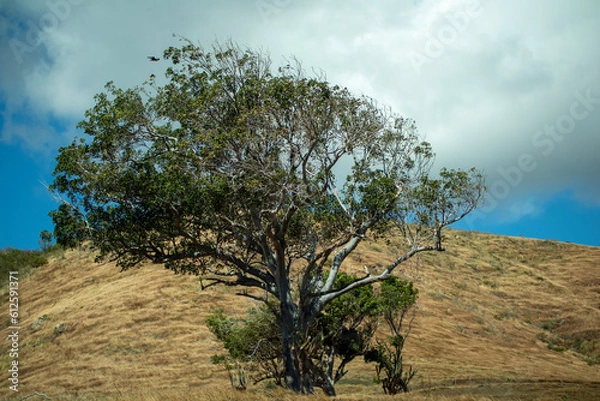 Obraz tree in the field