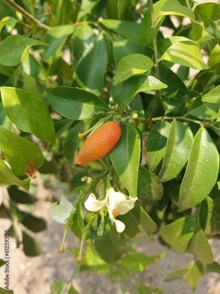 Fototapeta strawberry in the garden