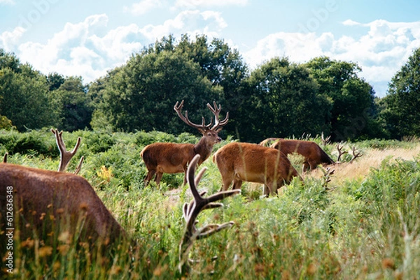 Fototapeta A herd of deers grazing on lush green field