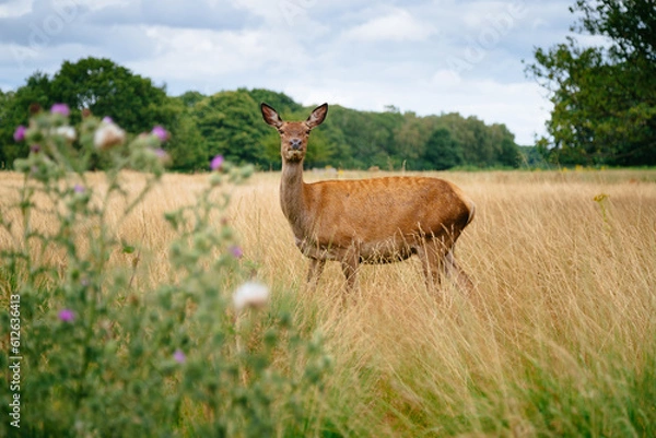Fototapeta A deer standing in a grassy field looking at the camera