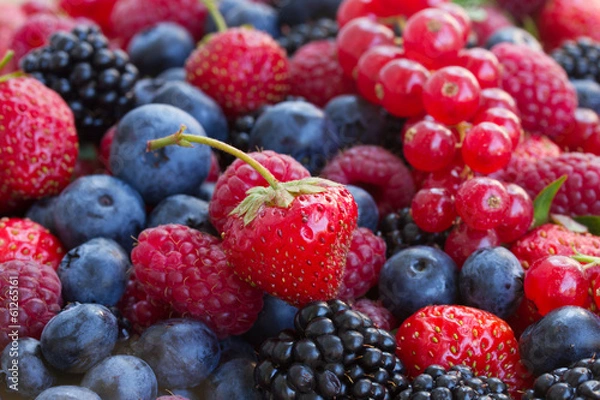 Fototapeta bluberry, raspberry, blackberry and red currrant