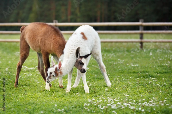 Fototapeta Two baby lamas playing together