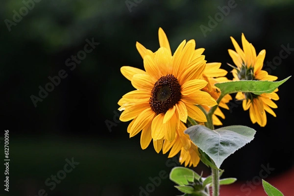 Obraz 梅雨時のひまわり