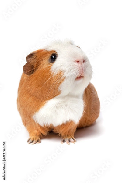 Fototapeta Singlke cute guinea Pig isolated isolated on white background close up
