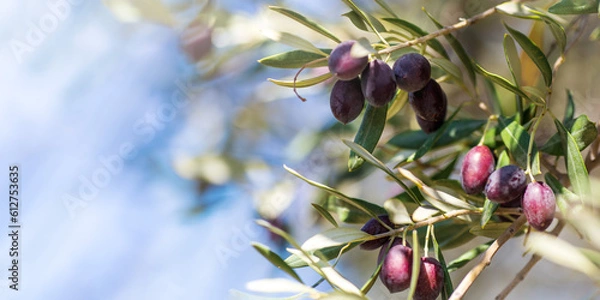 Obraz Closeup view photography of organic olive trees with ripening olives at sunny blue sky background