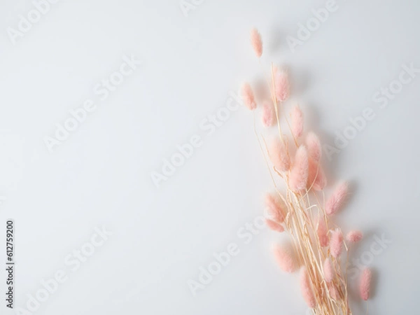 Fototapeta Beautiful tender dried flowers on light background