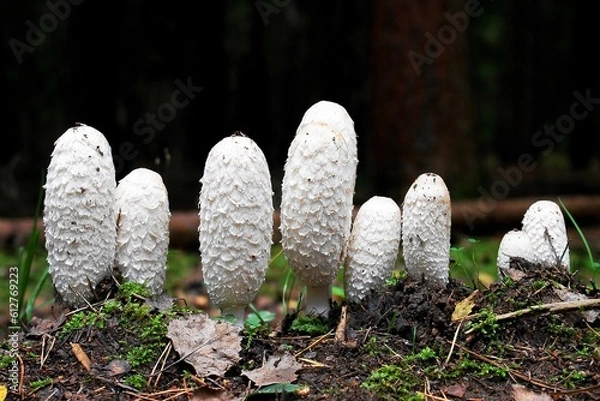 Obraz Schopftintling