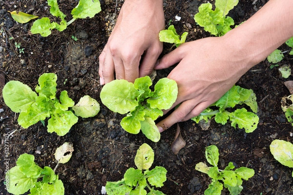 Obraz Sadzenie warzyw w ogrodzie