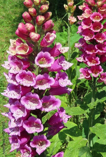 Fototapeta pink foxgloves